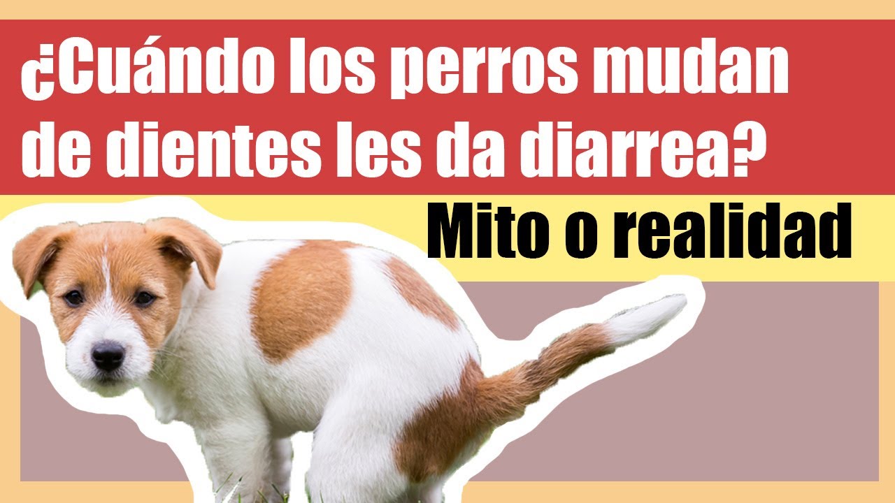 que pasa si mi perro se traga sus dientes