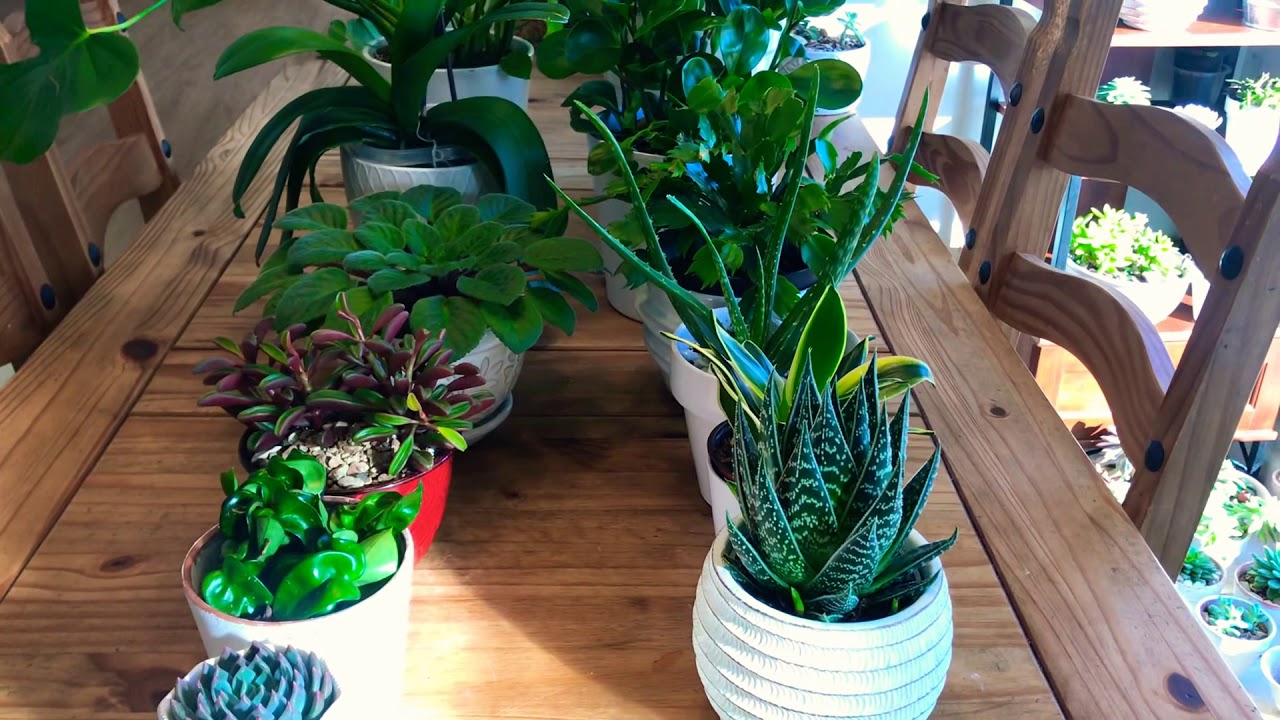 que planta regalar para una casa nueva
