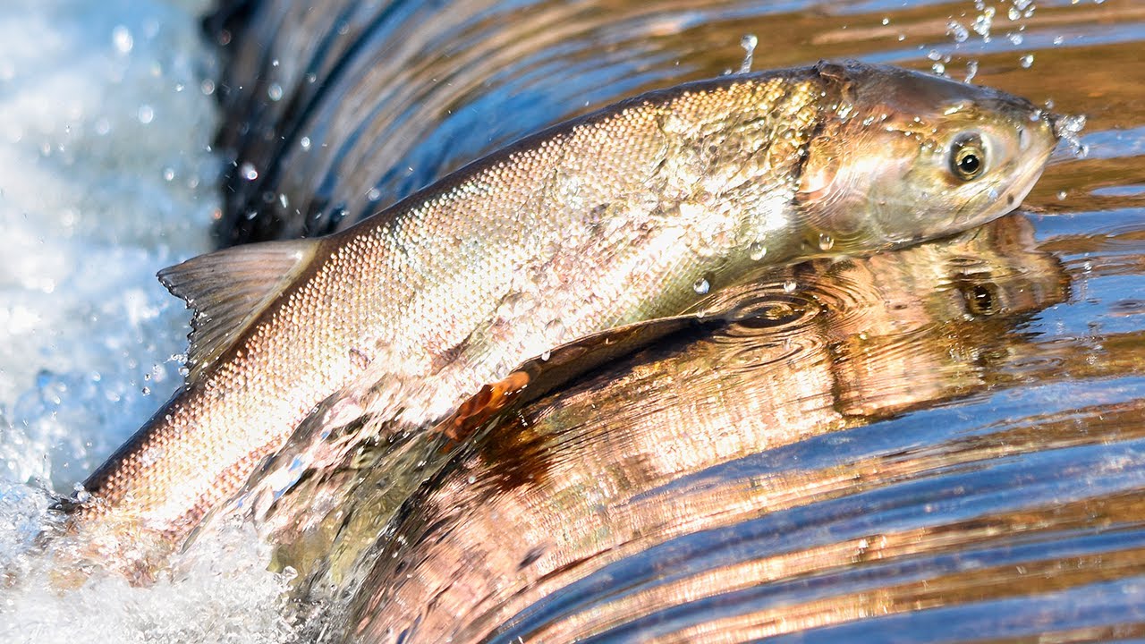 que tipo de pescado es el salmon